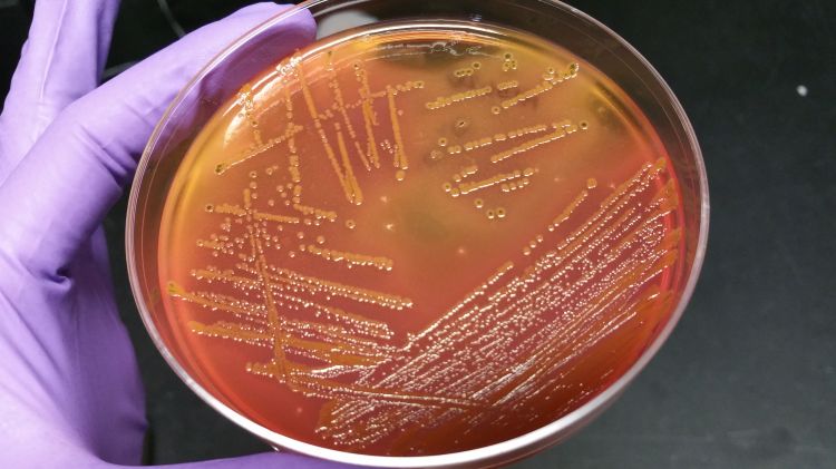 A highly multi-disciplinary team of Michigan State University scientists, led by NatSci’s Shannon Manning, have designed a study to probe how the intestinal microbiome of dairy cattle affects antibiotic resistance, a problem plaguing farms across the country. Photo credit: Rebekah Mosci