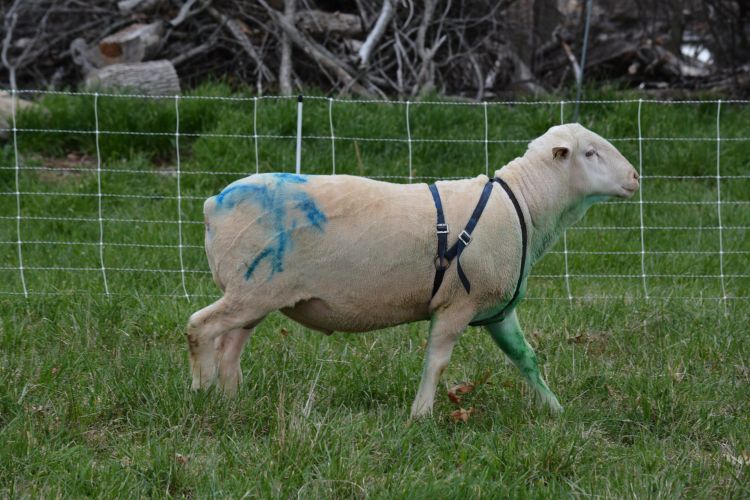 A ram in good body condition in the middle of the spring breeding season fitted with a marking harnesses to monitor mating activity. 