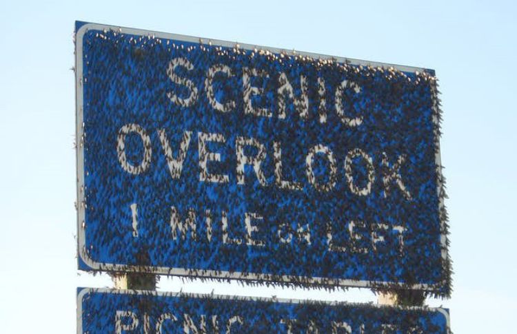 A mayfly swarm congregating on a waterfront sign