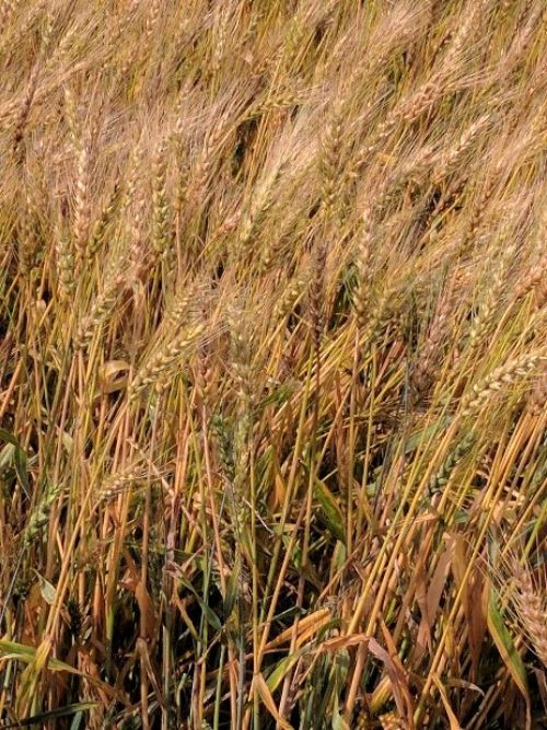 Wheat in a field.