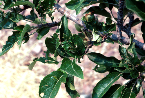 Damage on leaves.