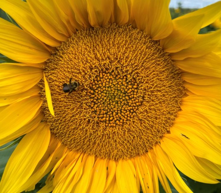 Closeup of a sunflower with a bee on it.