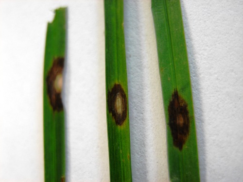  leaf spot 5.jpg 