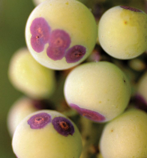  Bird’s eye spots on berries. 