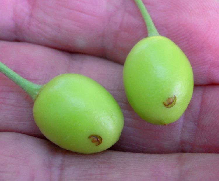 Plum curculio egglaying scars