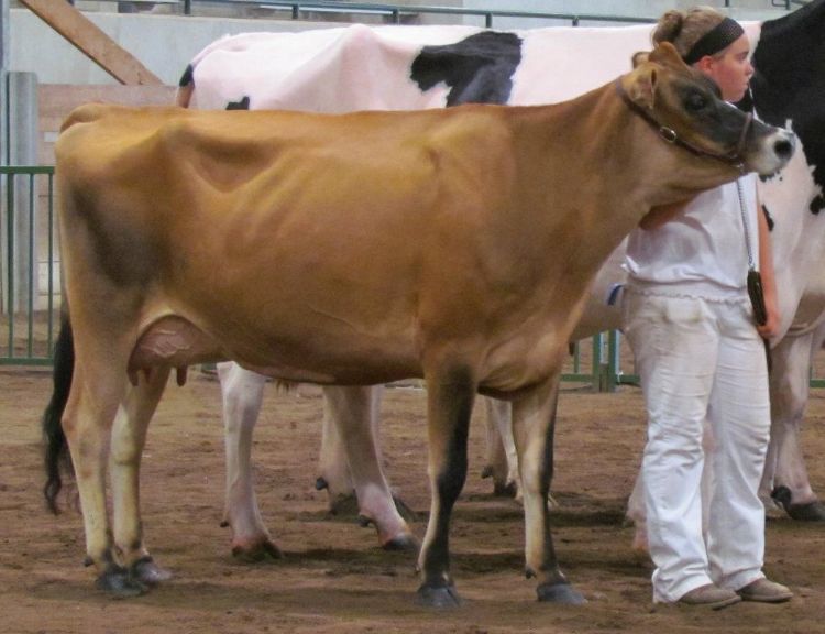 A 4-H youth shows her Jersey cow during 4-H Youth Dairy Days. Photo credit: Sara Long