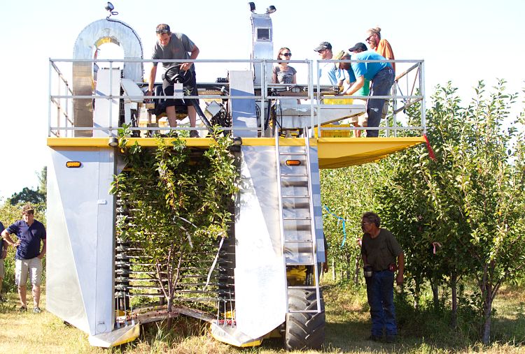 People picking cherries