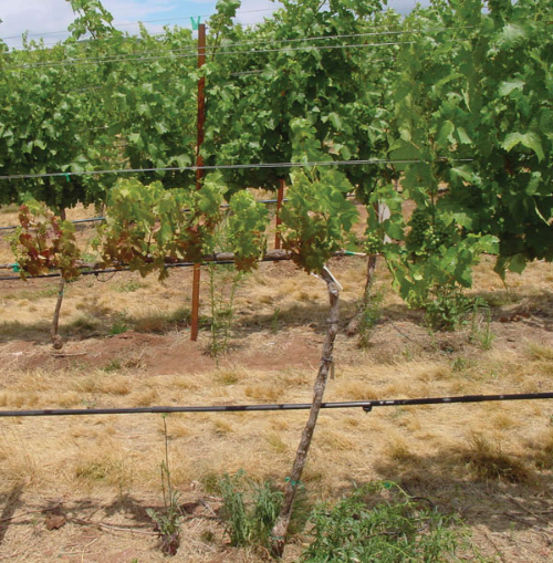  Infected vine with stunted shoots and chlorotic leaves. 