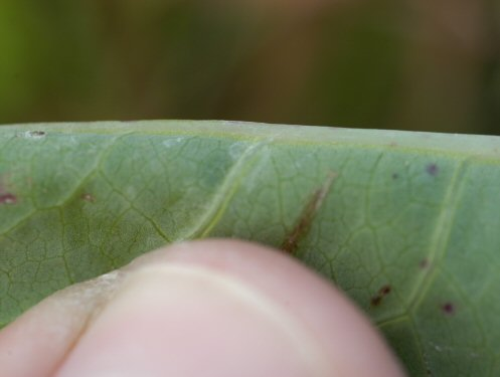  Perennial Sowthistle4.jpg 