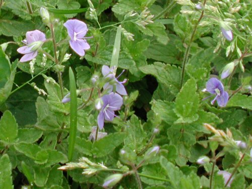  Germander Speedwell2.jpg 