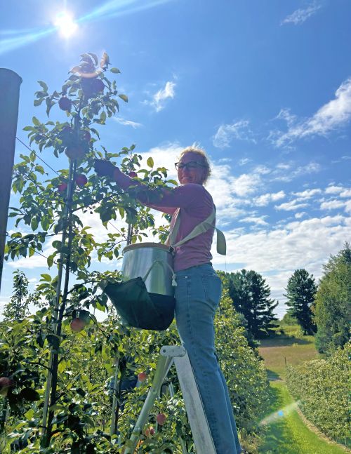 A person wearing glasses and a pink shirt stands on a ladder in an orchard, harvesting apples from the top of a tall tree. They carry a picking bag strapped across their shoulders, partly filled with apples. The sky is bright blue with scattered clouds, and sunlight shines overhead, casting a glow on the scene. Rows of apple trees stretch into the distance with a grassy path in between.