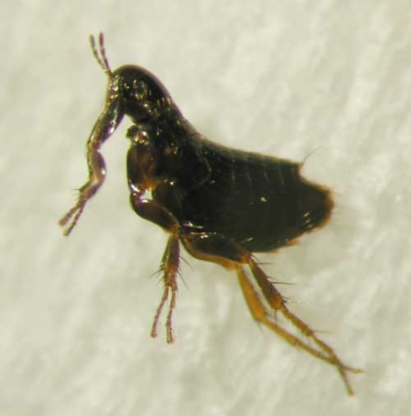 Northern rat flea