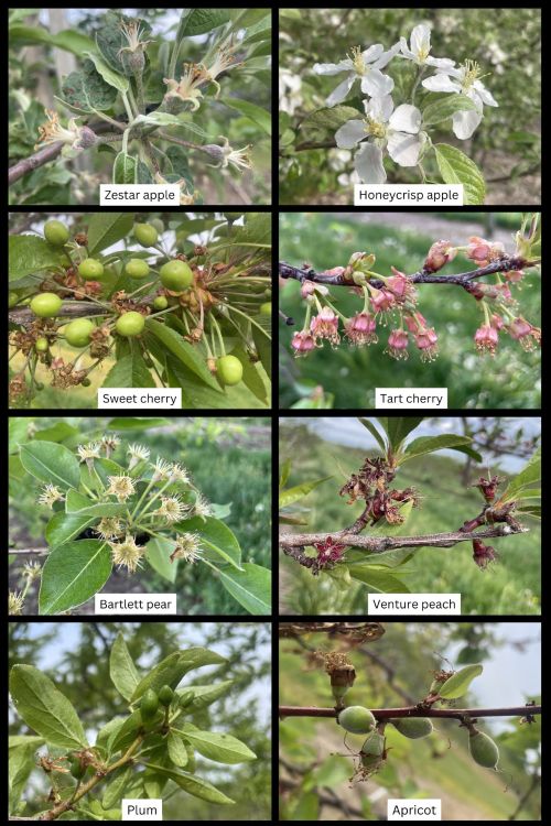 A collage of different tree fruit at various growth stages.