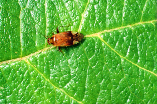  Adult is brownish yellow with two dark bands on the thorax. 