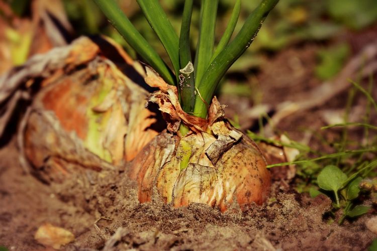 Onion in field