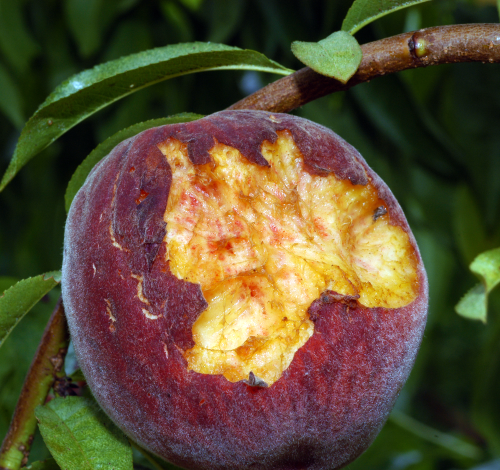 Adults feed in groups on the surface of ripe fruit, causing large gouges.