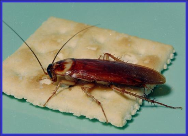 American cockroach