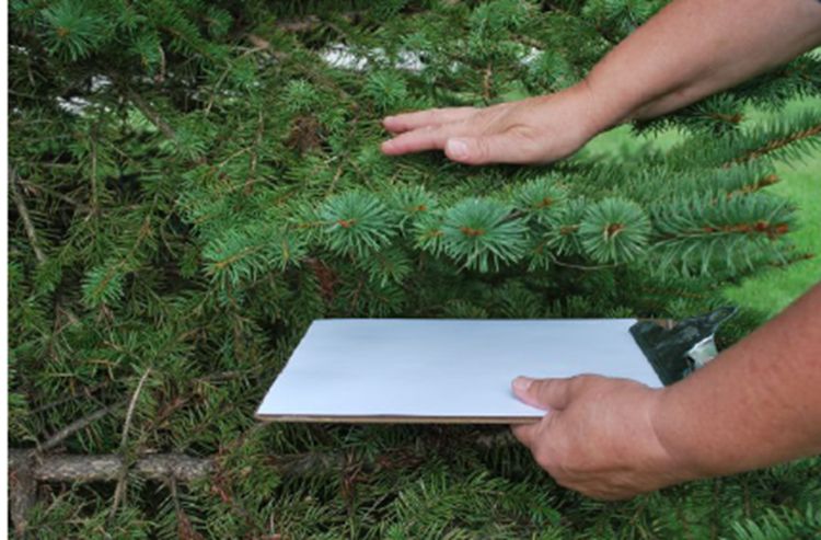 Close-up of a person inspecting a conifer branch, holding a white sheet of paper beneath the needles while gently tapping the branch—likely to check for insects or pests falling onto the surface.