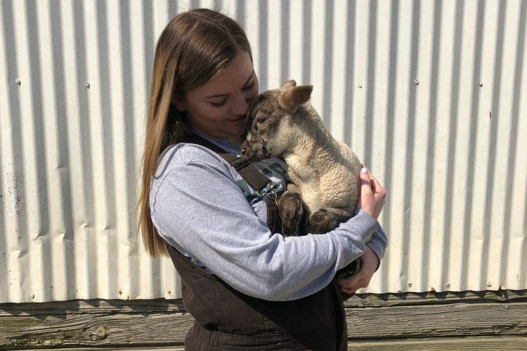 MSU alum Bethany Myers holds a lamb. Myers is a veterinarian at the at Concord Veterinary Clinic in Concord, Michigan.