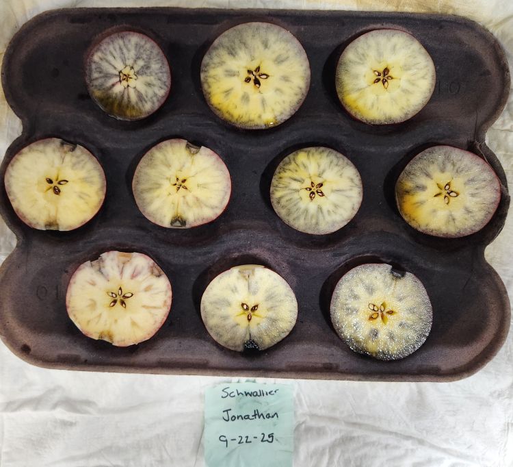 A tray holding nine cross-sections of Jonathan apples arranged in three rows. The slices show varying levels of starch staining, with dark purple-black areas indicating remaining starch and lighter yellow areas showing starch breakdown. A handwritten note beneath the tray reads: “Schwallier Jonathan 9-22-25.”