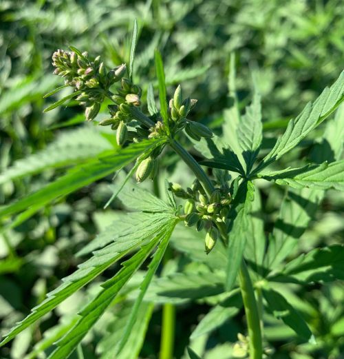 A male industrial hemp plant.