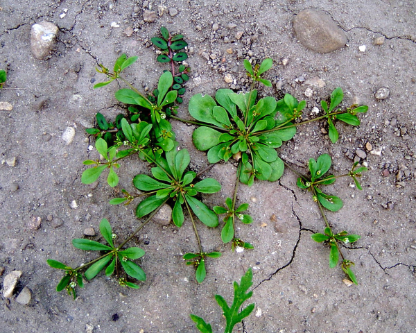 carpetweed plant