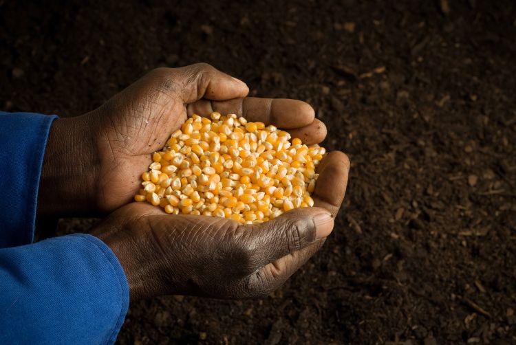 A bunch of corn in a farmers hands.