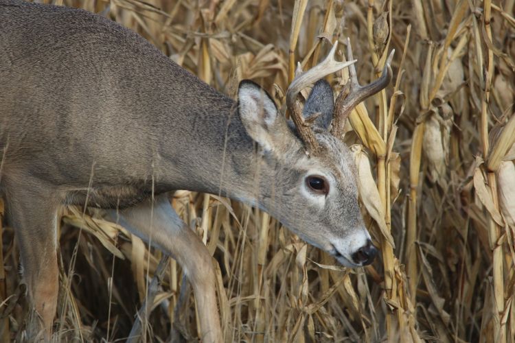 White-tail deer