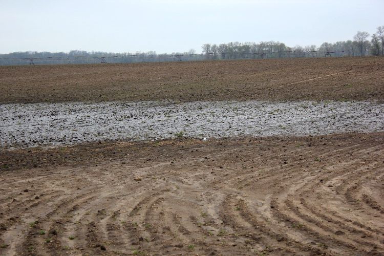 Standing water had infiltrated into the soil by early Wednesday, April, 27, but soils in the areas that received heavy rainfall are saturated.