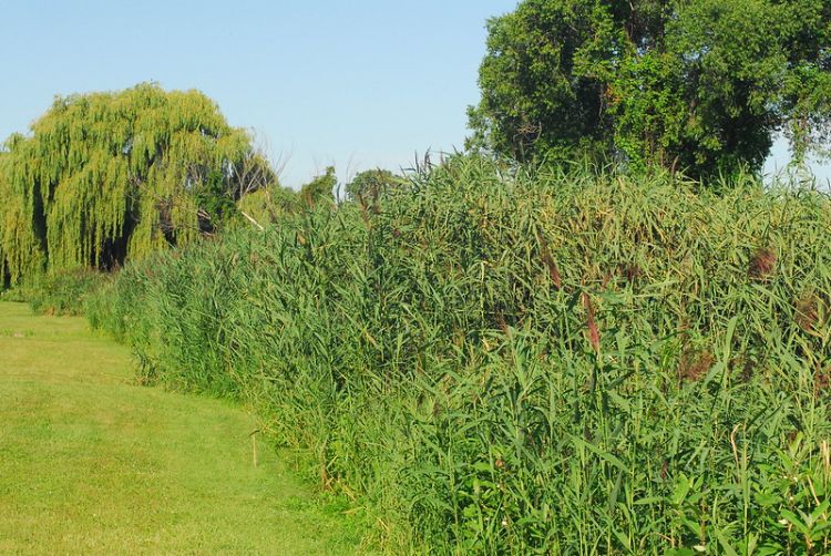 A stand of phragmites.