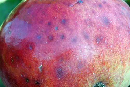  Small, green to purplish to light brown, slightly sunken lesions appear on mature fruit. 