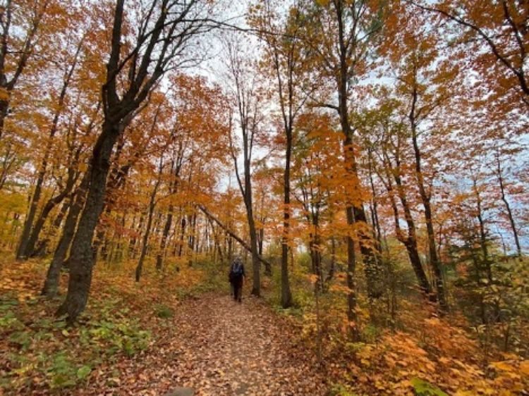 A walking path in a forest surrounded by yellow and orange leaves during the fall.