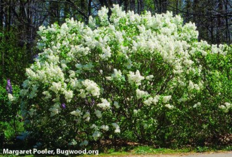 Lilac bush.