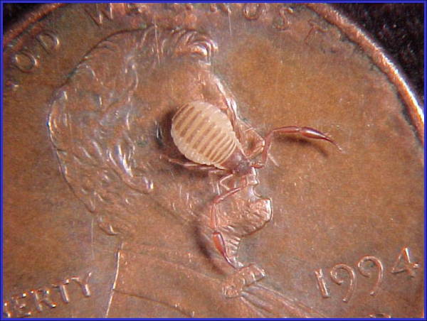 Pseudoscorpion