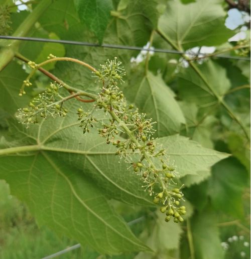 Grapes blooming.