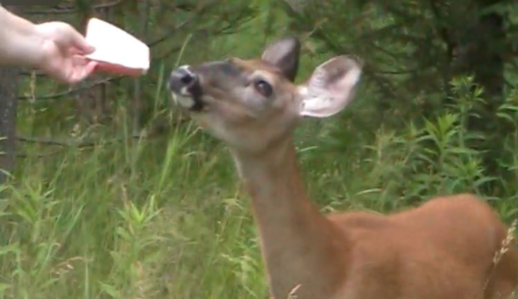 person hand feeding wild whitetail deer