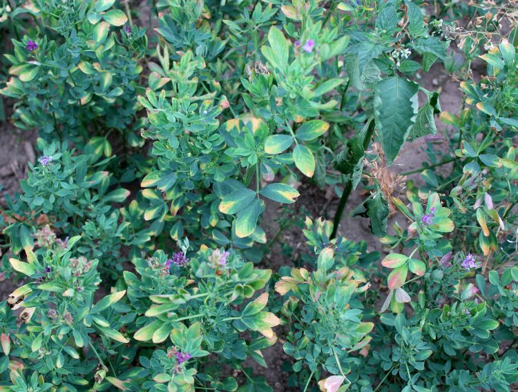 Potato leafhopper damage in a new alfalfa seeding. Photo: Phil Kaatz, MSU Extension.