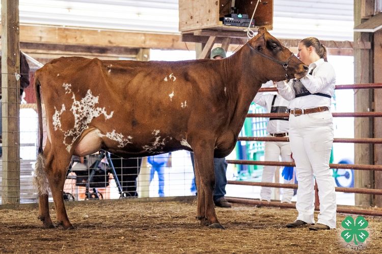 A dark red and white dairy cow shown by a young lady in all white.