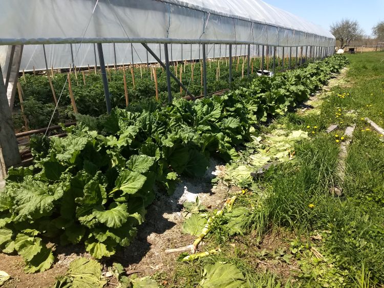 Rhubarb growing along a hoophouse.