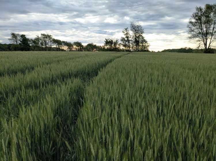 Wheat growing in a field with trees in the background.