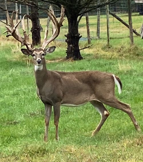 A whitetail deer.