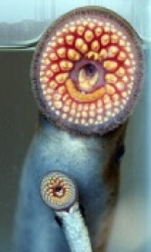 Sea lamprey