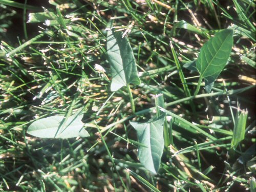  field bindweed2.jpg 