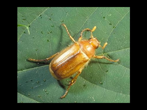 European Chafer on leaf 