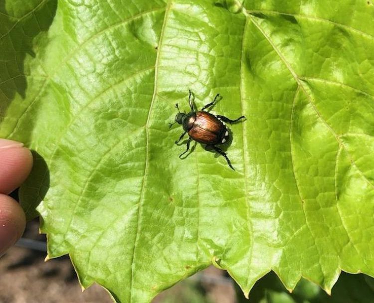 Japanese beetle on leaf