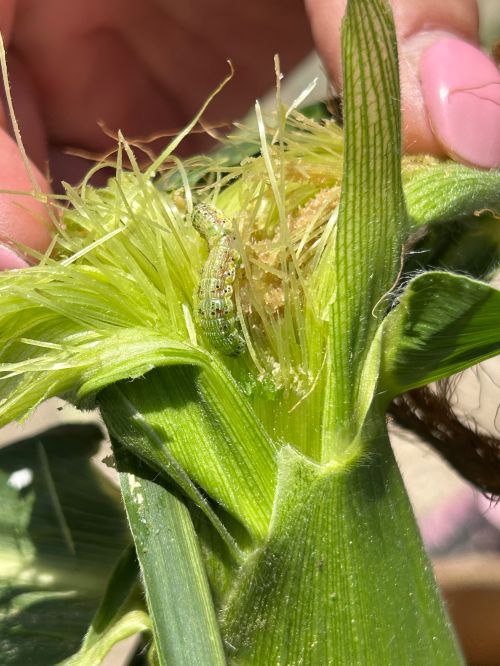 Corn earworm larva on top of an ear of corn.