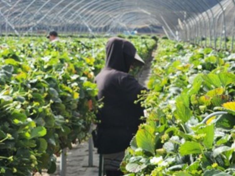 person dressed in black looking at green plants in a building with plastic walls