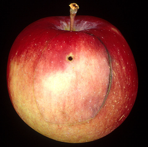 Larva digs brownish, circular holes on the fruit surface and creates short tunnels in the flesh.