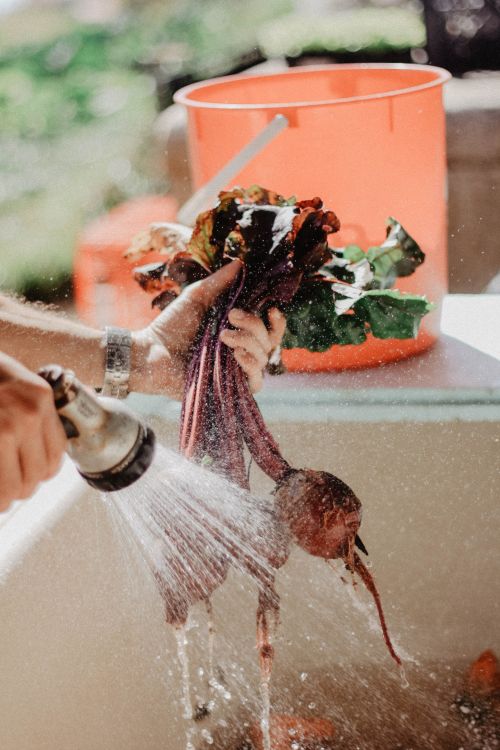 Beets getting rinsed