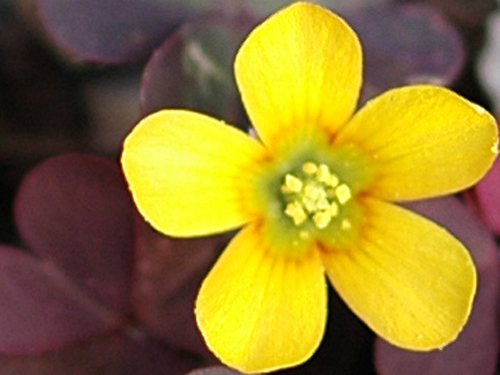  Creeping Woodsorrel3.jpg 